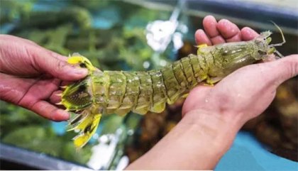 鲜鲍、濑尿虾选料、鉴别、加工、烹制全攻略(附多款创新菜式)【重庆火锅底