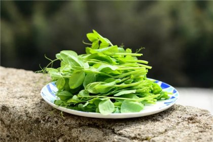 马齿苋俗称马蜂草、马蜂菜，它叶青、梗赤、花黄、根白、子黑，故又称五行草